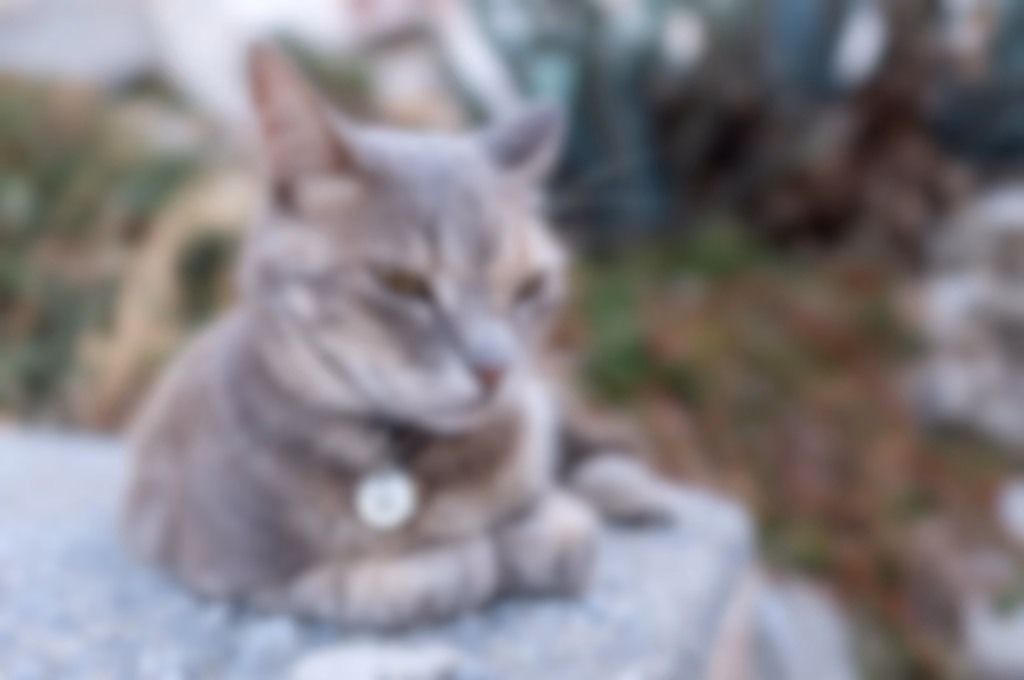 GPS Katt